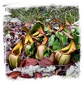 Nepenthes veitchii {yellow x striped peristome} / 3-5 cm