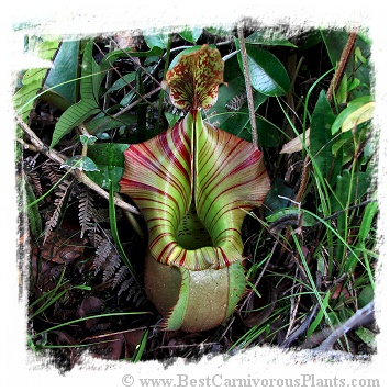 Nepenthes veitchii {lowland form, golden peristome, Bario} / 2-3 cm