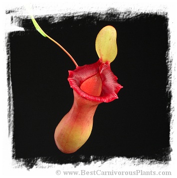 Nepenthes ventricosa {red form} (20s)