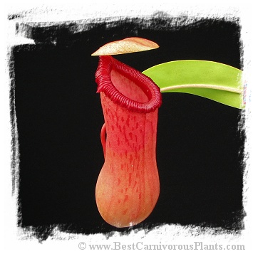 Nepenthes ventricosa / 2-5 cm