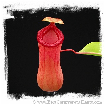 Nepenthes ventricosa / 2-5 cm