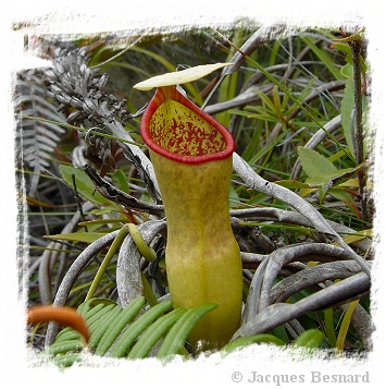 Nepenthes vieillardii {Great South of New Caledonia} (30s)