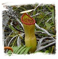 Nepenthes veillardii {New Caledonia} / 1+ plants, size 2-3 cm
