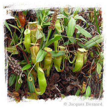 Nepenthes vieillardii {Great South of New Caledonia} (30s)