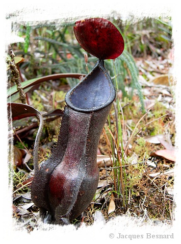 Nepenthes vieillardii {Great South of New Caledonia} (30s)