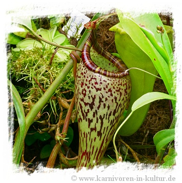 Nepenthes vogelii {seedgrown, Gunung Murud Range, Sabah, Borneo} /  size 3-6 cm