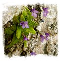 Pinguicula dertosensis {Hoz de Beteta, Spain} / 1+ plants