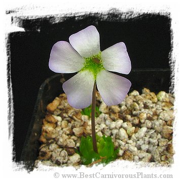 Pinguicula acuminata / 1+ plant