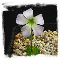 Pinguicula acuminata / 1+ plant