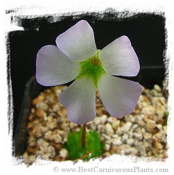 Pinguicula acuminata / 1+ plant