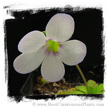 Pinguicula agnata {El Lobo} / 2+ plants