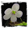 Pinguicula agnata {El Lobo} / 2+ plants