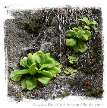 Pinguicula agnata {Zimapan, Hidalgo, Mexico} / 1+ plants