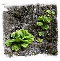 Pinguicula agnata {Zimapan, Hidalgo, Mexico} / 1+ plants