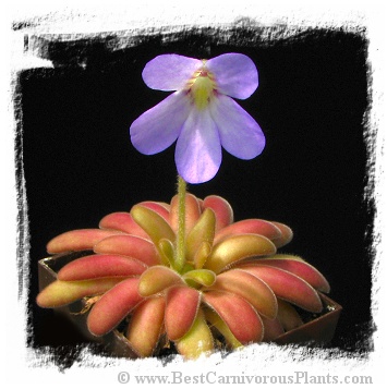 Pinguicula agnata x Pinguicula gypsicola (= P. x Agnicola) / 2+ plants