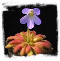 Pinguicula agnata x Pinguicula gypsicola (= P. x Agnicola) / 2+ plants