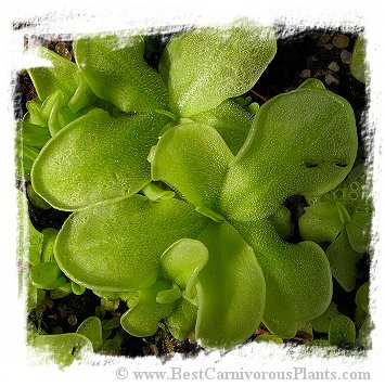 Pinguicula albida {Cuba} / 2+ plants
