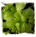 Pinguicula albida {Cuba} / 3+ unacclimatized plant directly from in-vitro