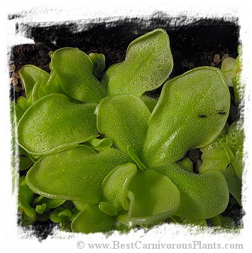 Pinguicula albida {Cuba} / 2+ plants