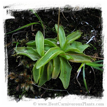 Pinguicula alpina {Mala Fatra Mts., Slovakia} (20s)