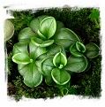 Pinguicula antarctica / 3+ unacclimatized plant directly from in-vitro