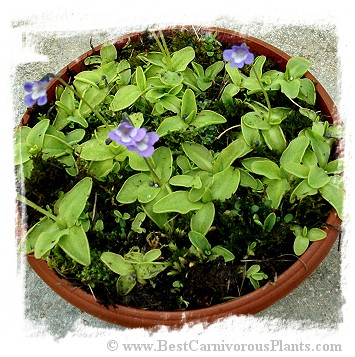 Pinguicula balcanica {Mt. Voras, Greece} / 2+ plants