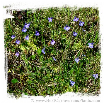 Pinguicula balcanica {Mt. Voras, Greece} / 2+ plants