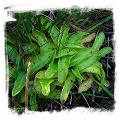 Pinguicula bohemica {Northern Bohemia, Czech Republic} (20s)