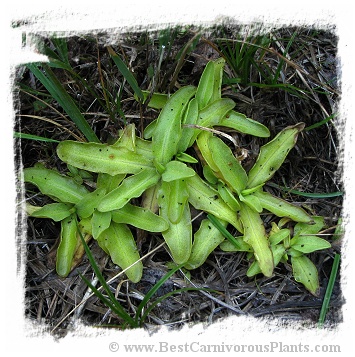 Pinguicula bohemica {Northern Bohemia, Czech Republic} (20s)