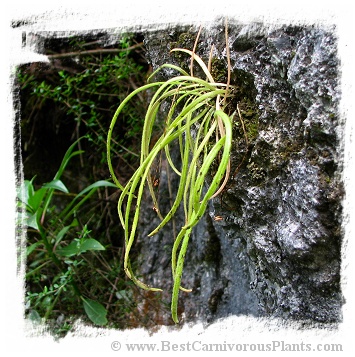 Pinguicula calderoniae {Llano del Conecho, San Luis Potosi, Mexico} / 2+ plants