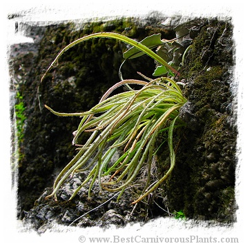 Pinguicula calderoniae {Llano del Conecho, San Luis Potosi, Mexico} / 2+ plants