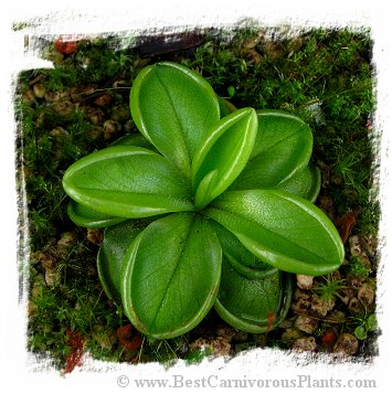 Pinguicula antarctica {Puyehue, Chile, 800m} / 2+ plants
