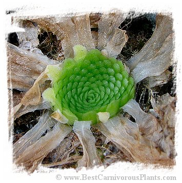 Pinguicula colimensis / 1+ plant