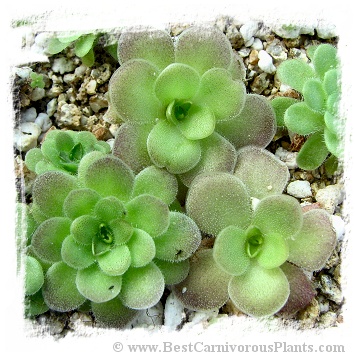 Pinguicula colimensis x cyclosecta / 2+ plant