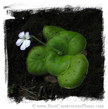 Pinguicula conzattii / 2+ plant