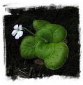 Pinguicula conzattii / 2+ plant