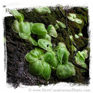 Pinguicula conzattii / 2+ plant