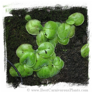 Pinguicula conzattii / 2+ plant