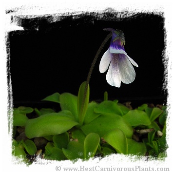 Pinguicula corsica {Mt. Cinto, Corsica} / 3+ plants