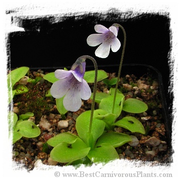 Pinguicula corsica f. pallidula / 3+ plants