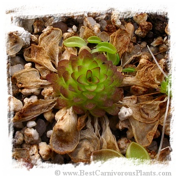 Pinguicula crassifolia / 2+ plants