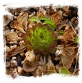 Pinguicula crassifolia / 2+ plants