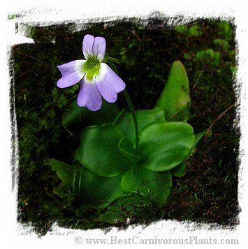 Pinguicula hirtiflora {Moglice, Albania} / 2+ plants