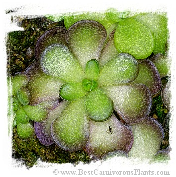 Pinguicula cyclosecta  / 2+ plants