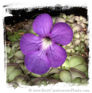 Pinguicula cyclosecta  / 2+ plants