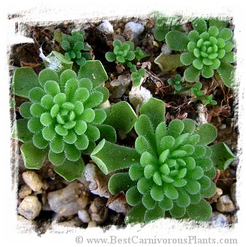 Pinguicula debbertiana {white flower} / 1+ plant