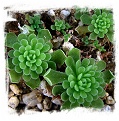 Pinguicula debbertiana {white flower} / 1+ plant