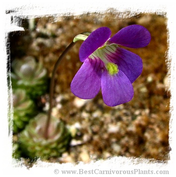 Pinguicula debbertiana {pink flower} / 1+ plant