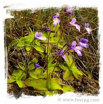 Pinguicula casperiana {Priego, Sierra de Cuenca, Spain}  / 1+ plants