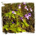 Pinguicula casperiana {Priego, Sierra de Cuenca, Spain}  / 1+ plants